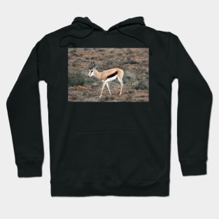 Springbok in South Africa Hoodie